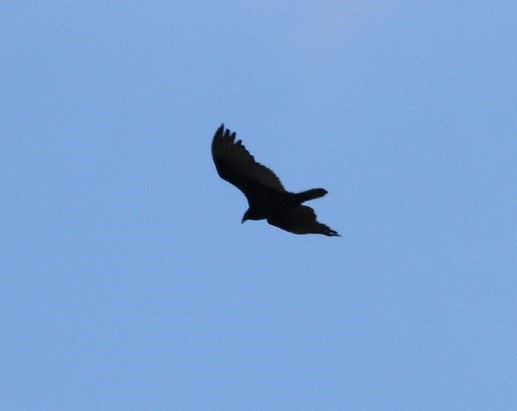 Turkey Vulture - A. Gary Reid