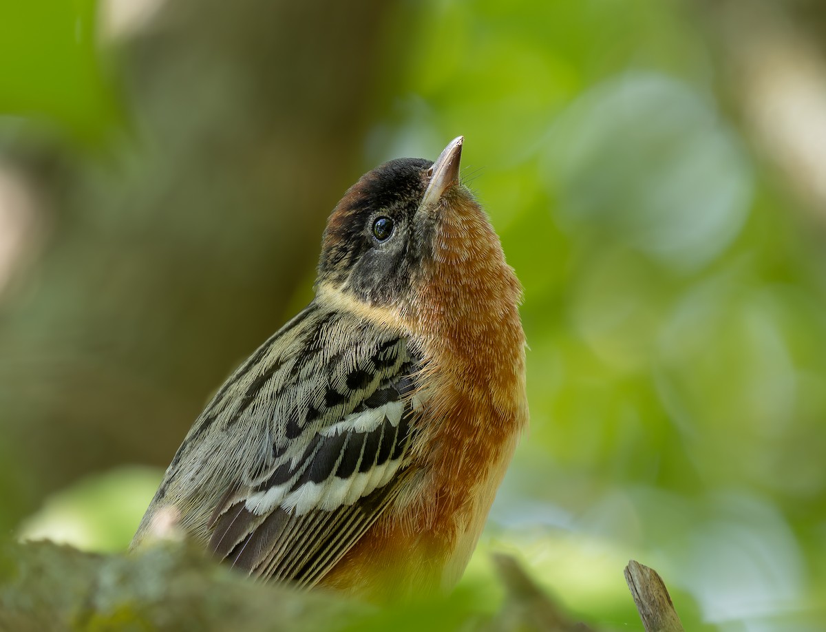 Bay-breasted Warbler - Alex Luna