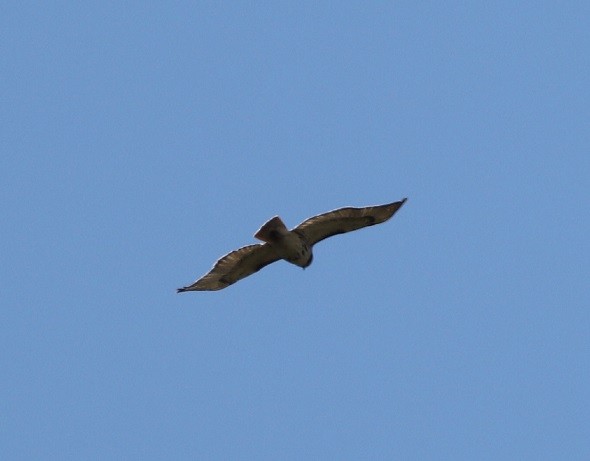 Red-tailed Hawk - A. Gary Reid