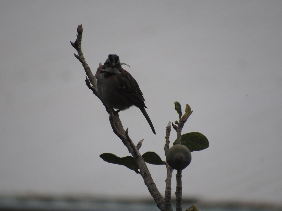 Rufous-collared Sparrow - Erika Calderón Jiménez