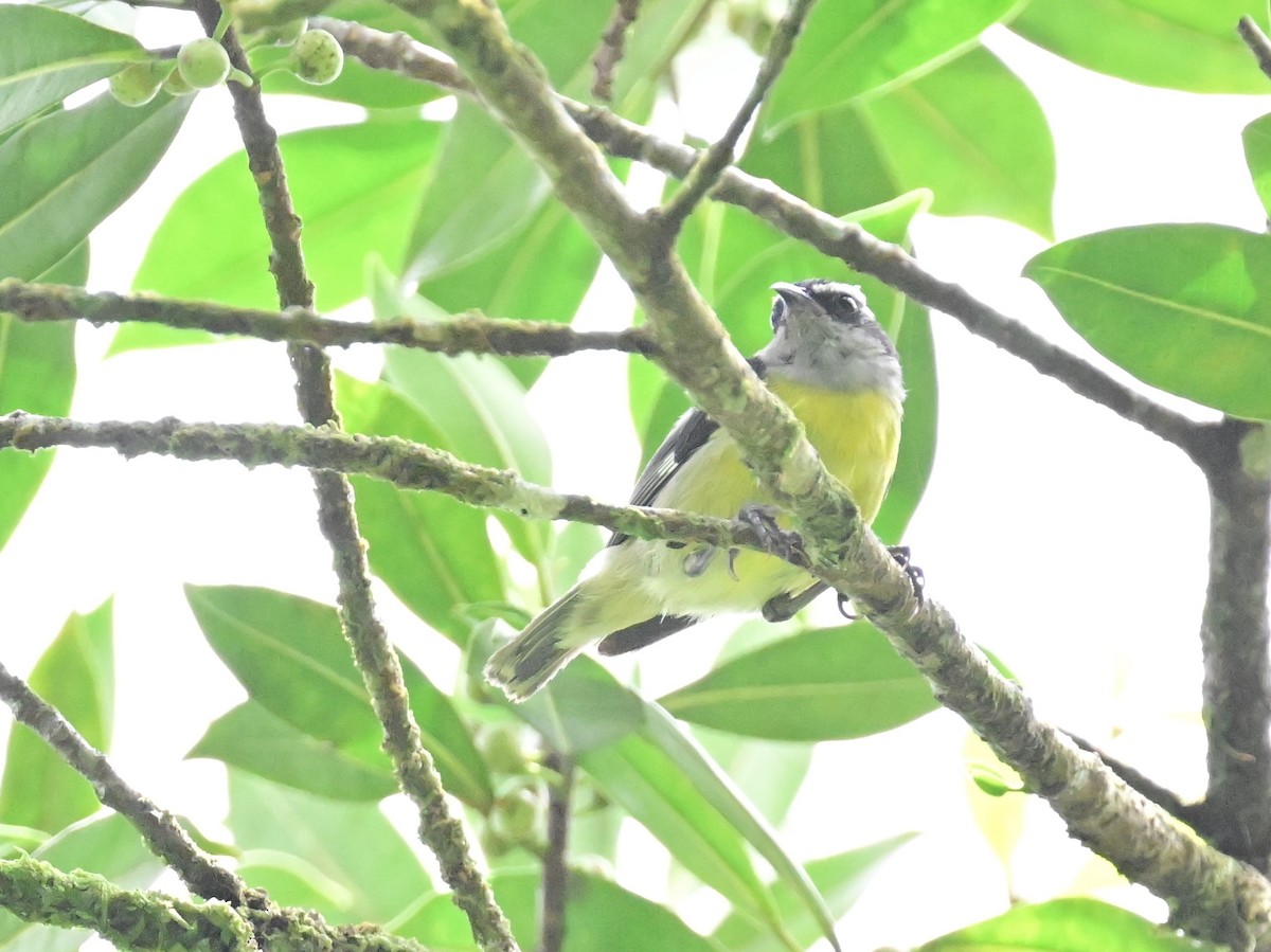 Bananaquit - Vivian Fung