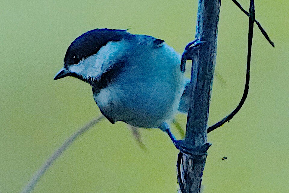 Carolina Chickadee - James Bourne