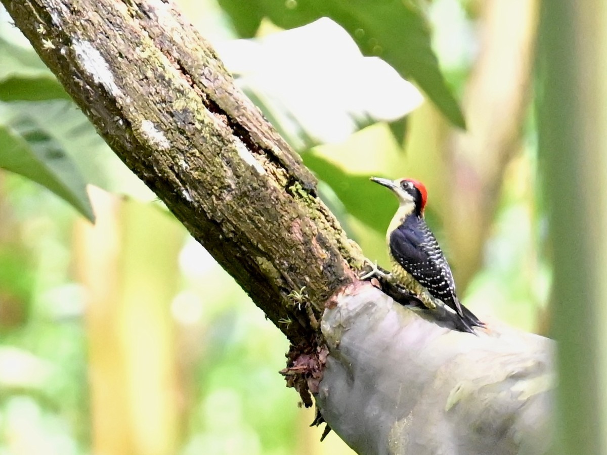 Black-cheeked Woodpecker - Vivian Fung