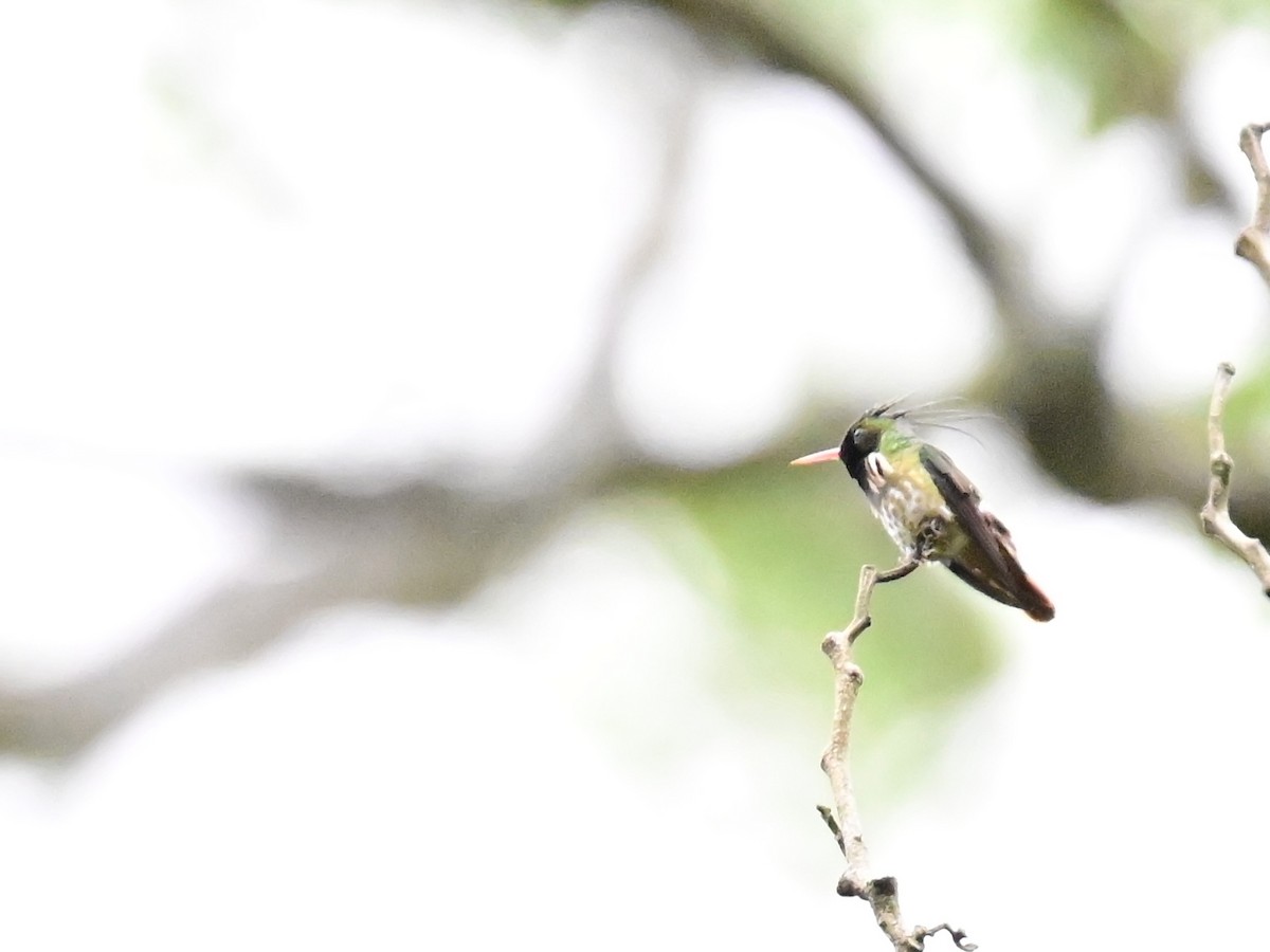 Black-crested Coquette - Vivian Fung