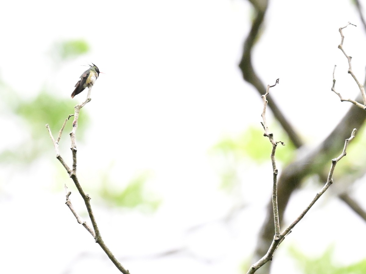 Black-crested Coquette - Vivian Fung