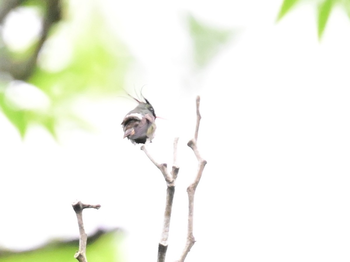 Black-crested Coquette - Vivian Fung