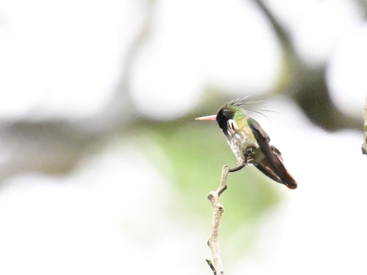 Black-crested Coquette - Vivian Fung