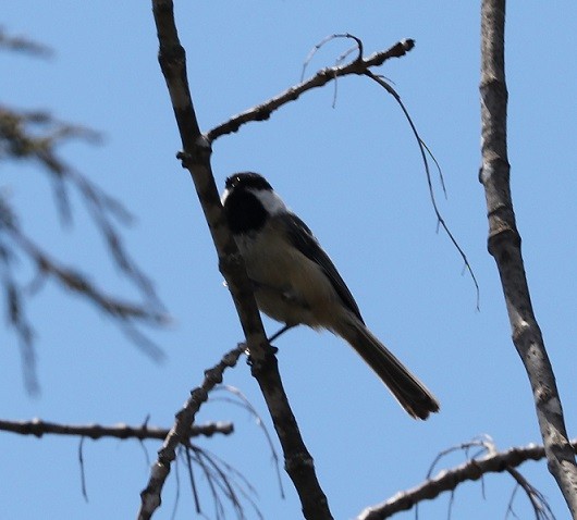 Black-capped Chickadee - A. Gary Reid