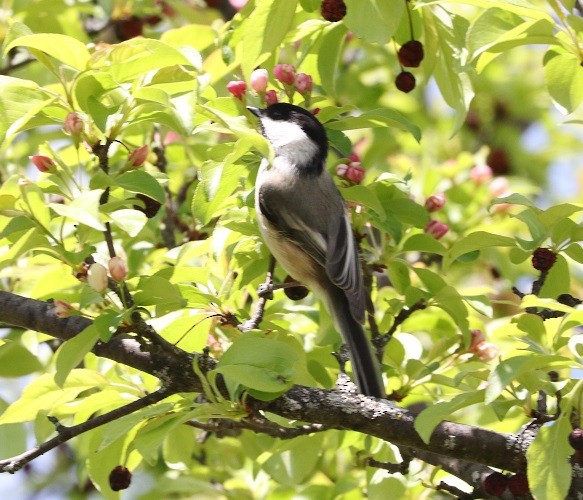 Black-capped Chickadee - A. Gary Reid