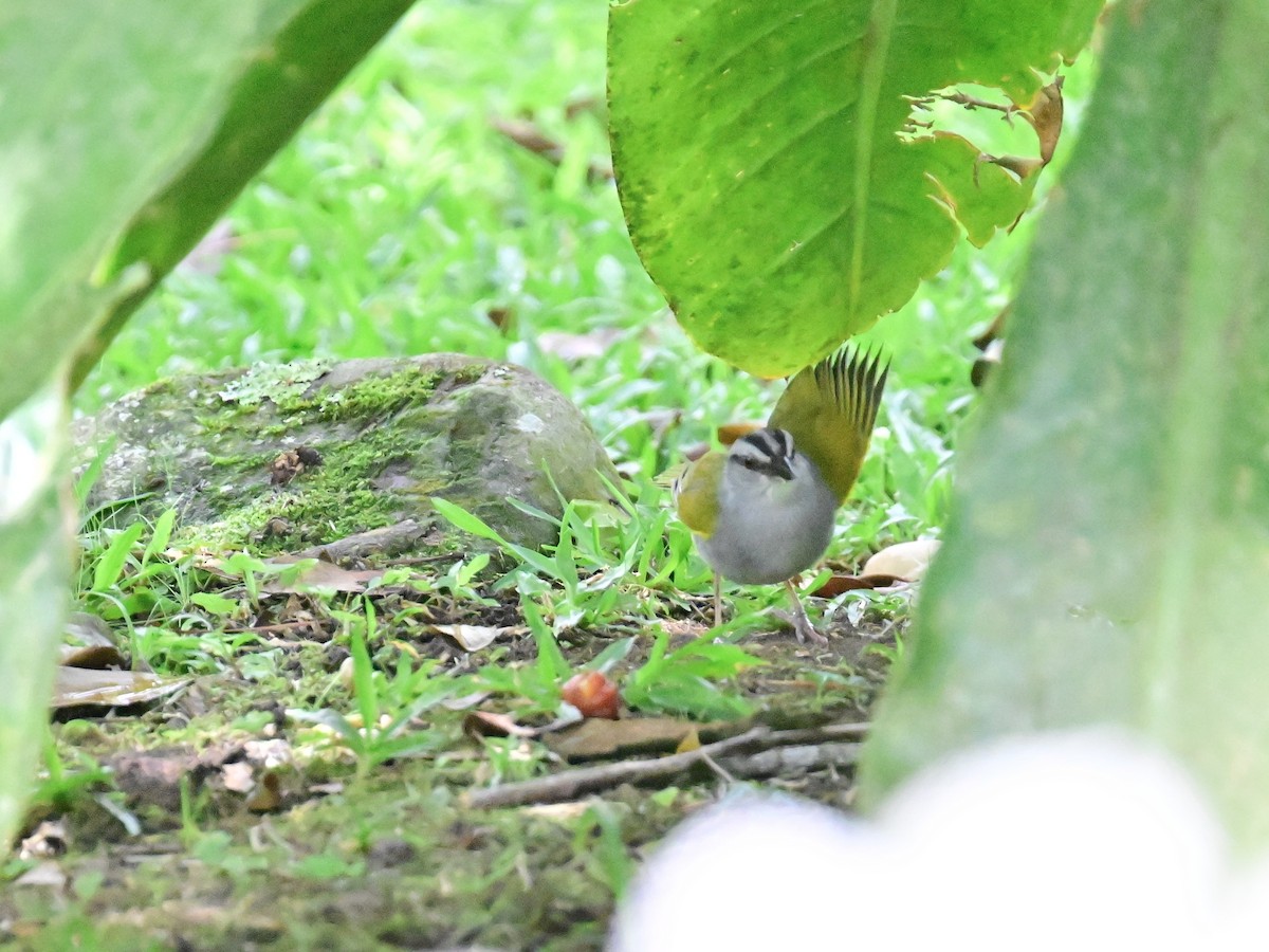 Black-striped Sparrow - Vivian Fung