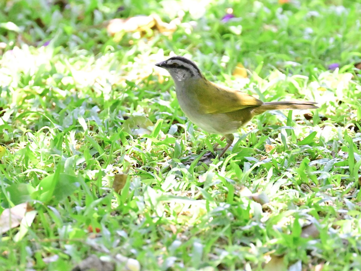 Black-striped Sparrow - Vivian Fung