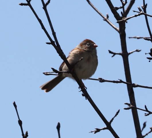 Field Sparrow - A. Gary Reid