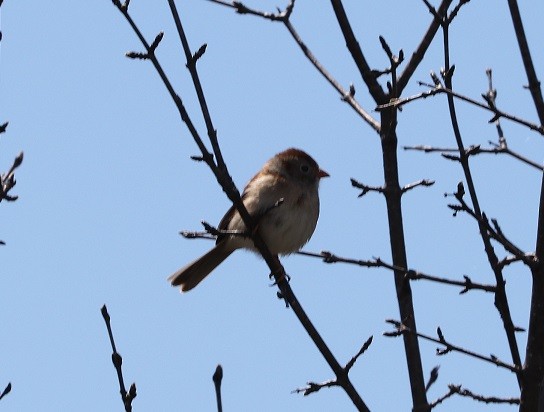 Field Sparrow - A. Gary Reid