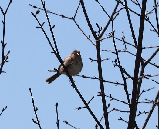 Field Sparrow - A. Gary Reid