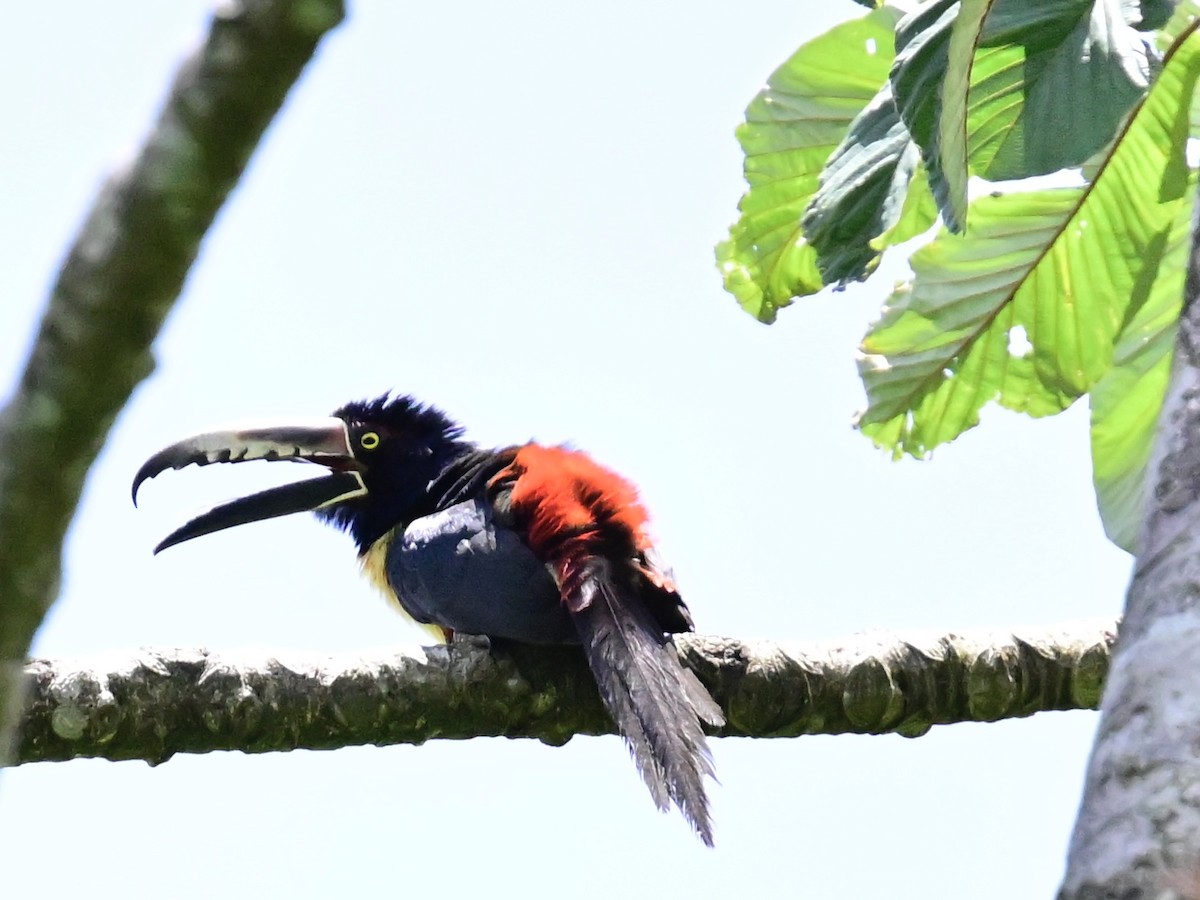 Collared Aracari - Vivian Fung