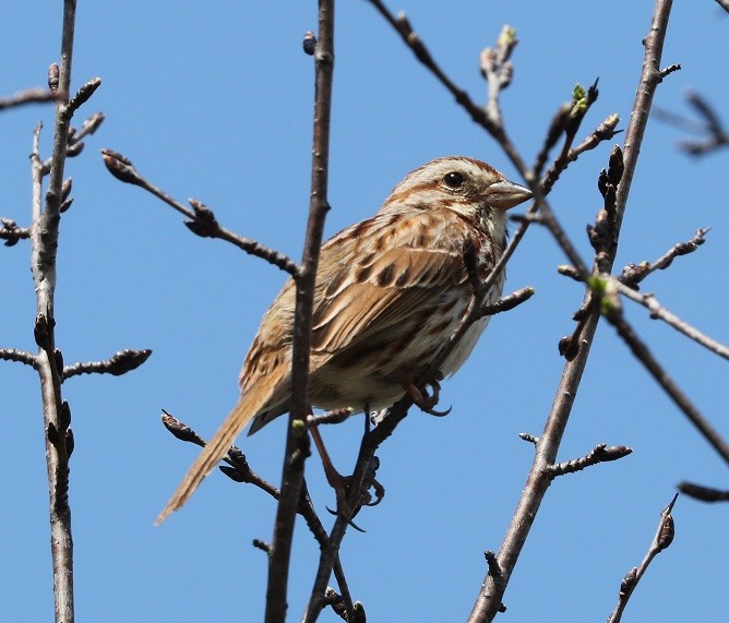 Song Sparrow - A. Gary Reid