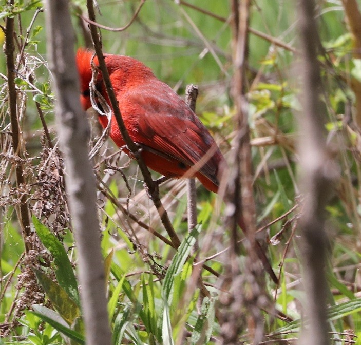Northern Cardinal - A. Gary Reid