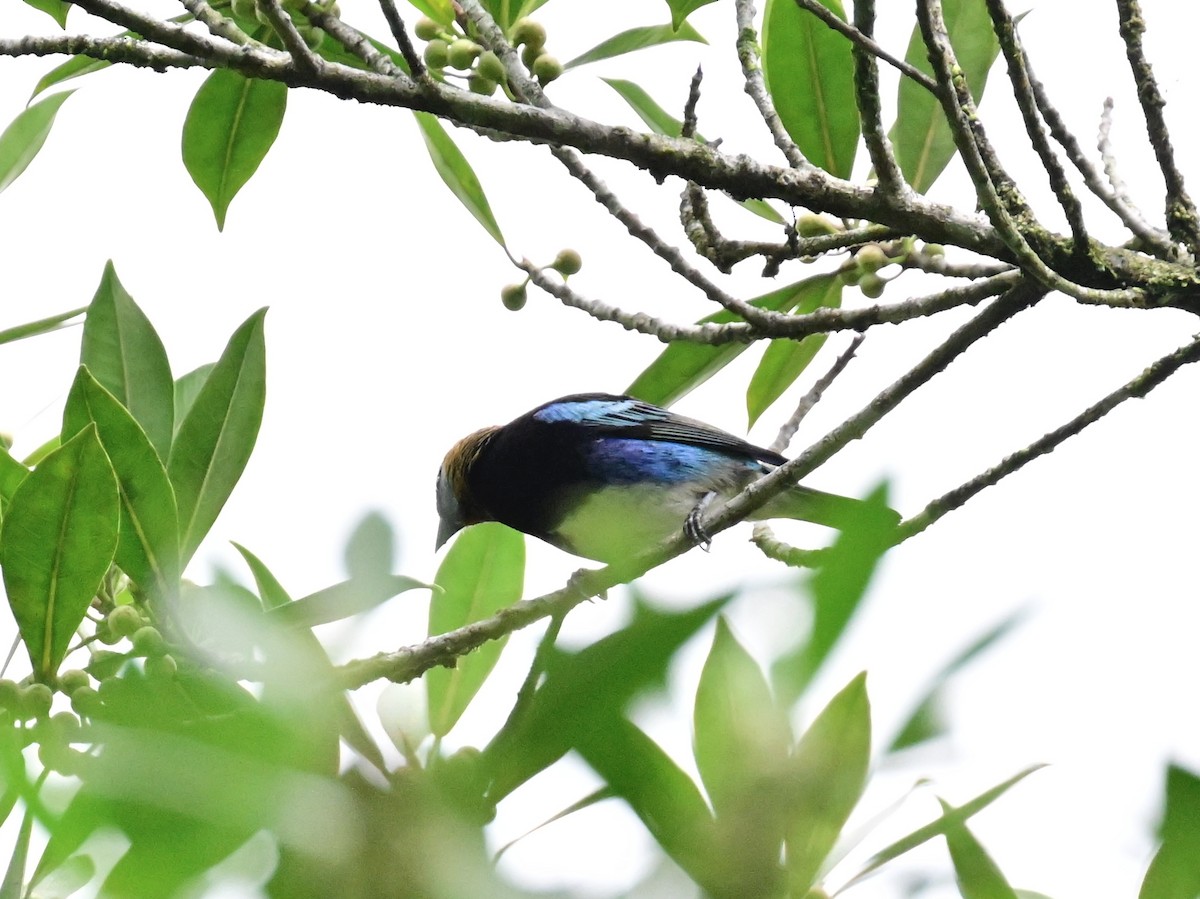 Golden-hooded Tanager - Vivian Fung