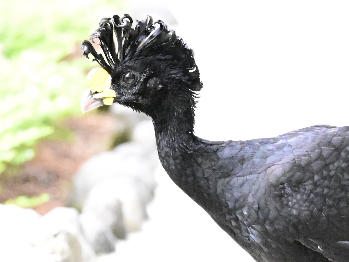 Great Curassow - Vivian Fung