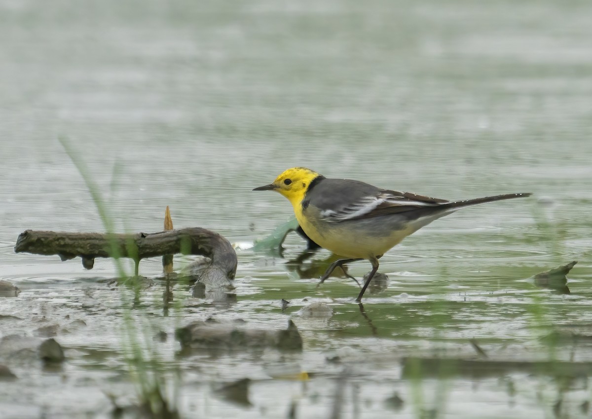 Citrine Wagtail (Gray-backed) - 浙江 重要鸟讯汇整