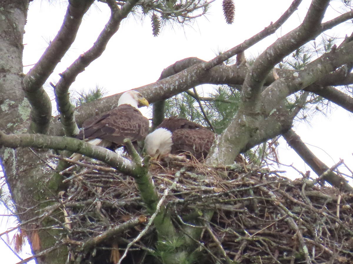 Bald Eagle - JOYCE M DEPEW