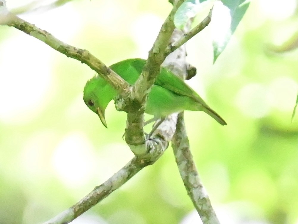 Green Honeycreeper - Vivian Fung