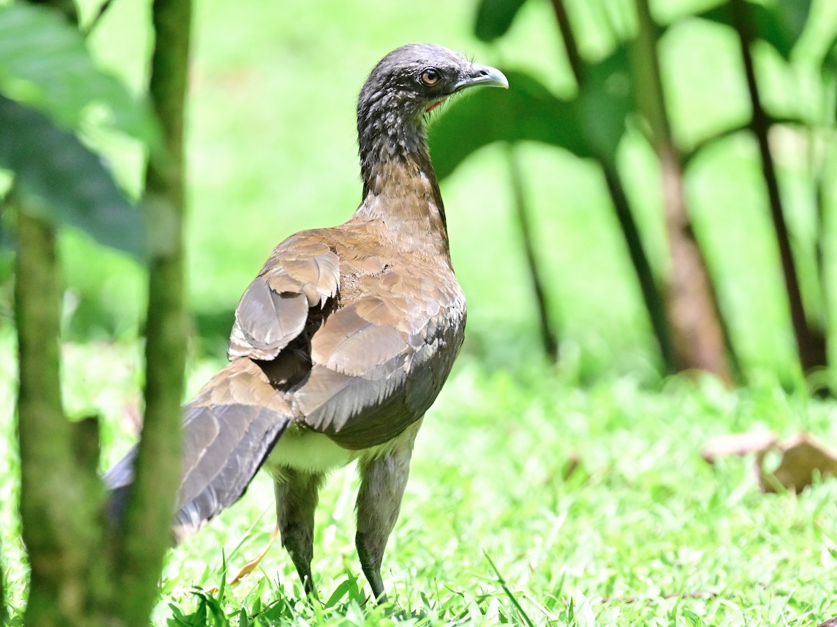 Gray-headed Chachalaca - Vivian Fung