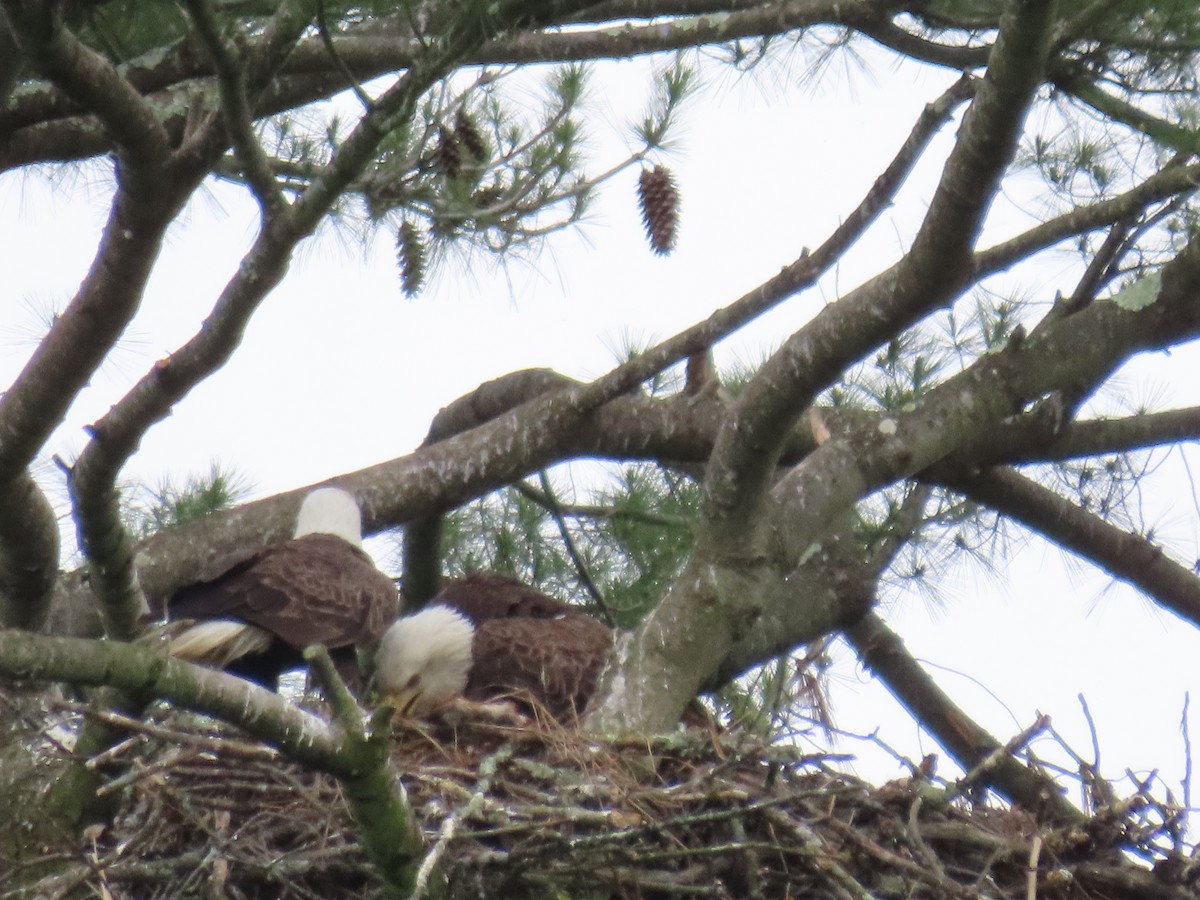 Bald Eagle - JOYCE M DEPEW