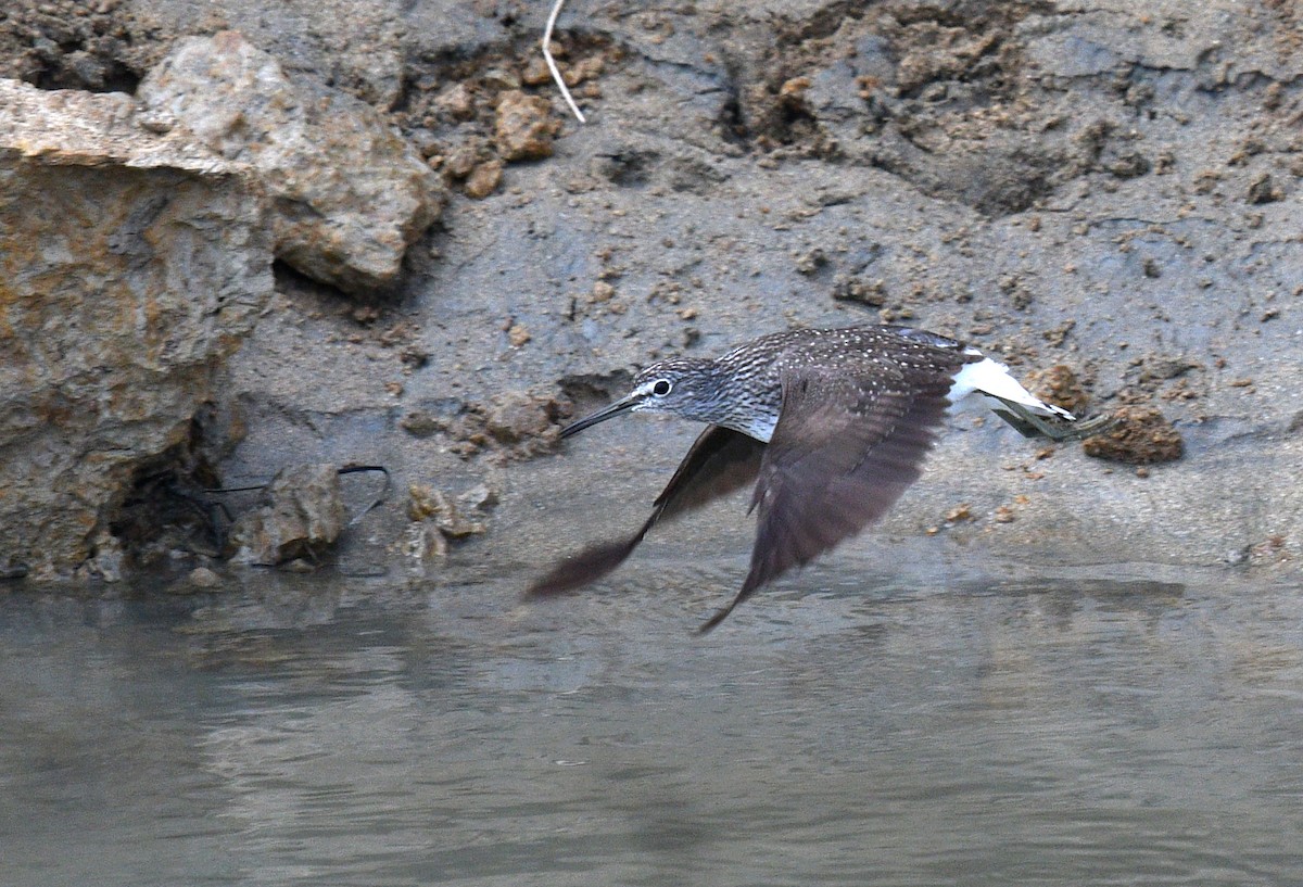 Green Sandpiper - Rofikul Islam