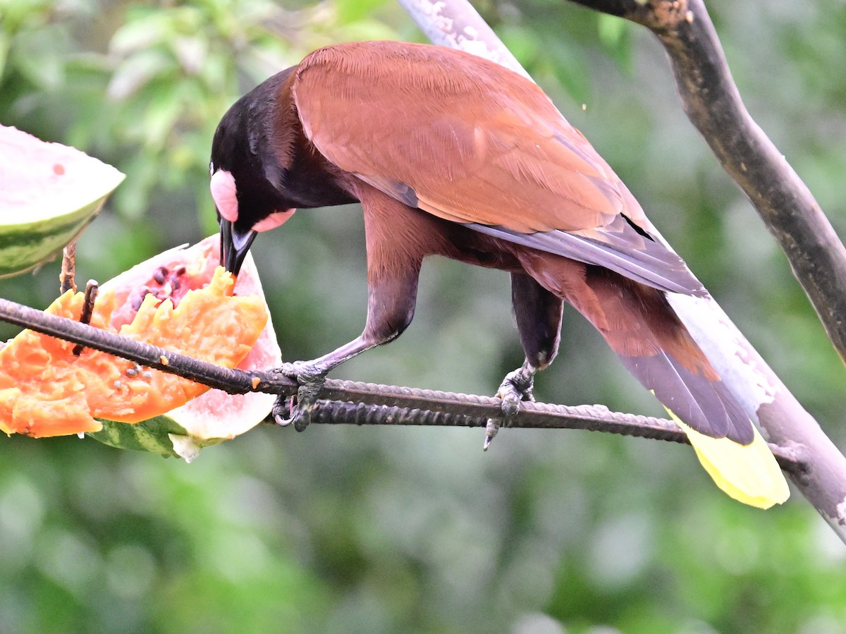 Montezuma Oropendola - Vivian Fung