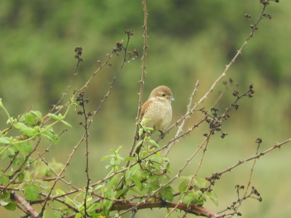 Red-backed Shrike - Mac  McCall