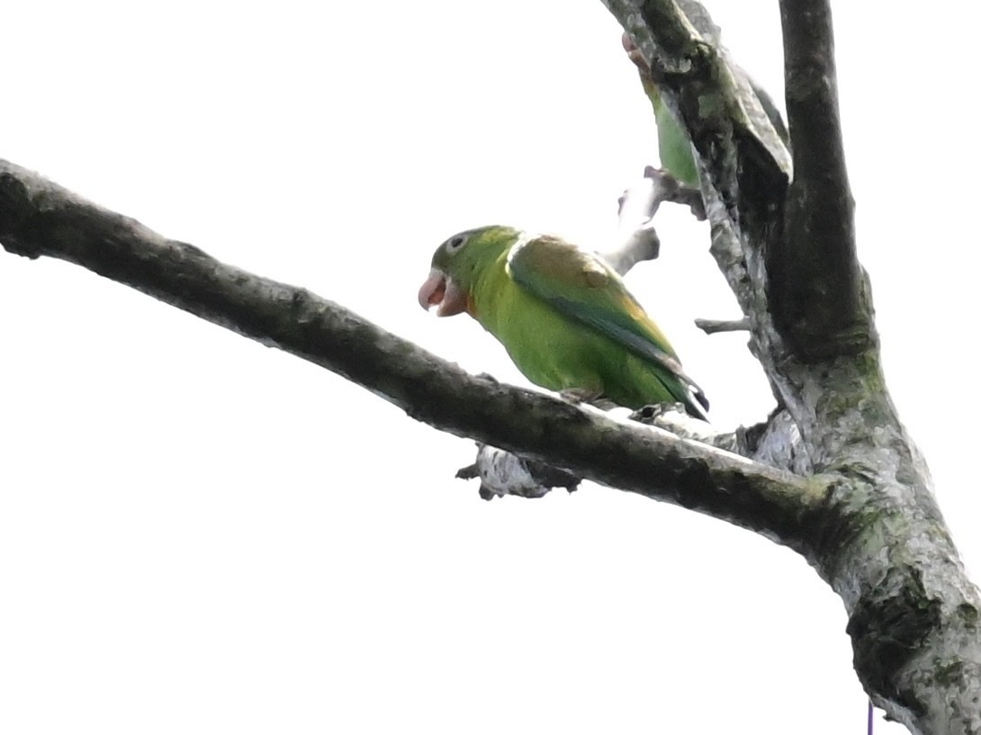 Orange-chinned Parakeet - Vivian Fung