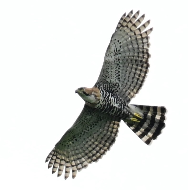 Ornate Hawk-Eagle - Vivian Fung