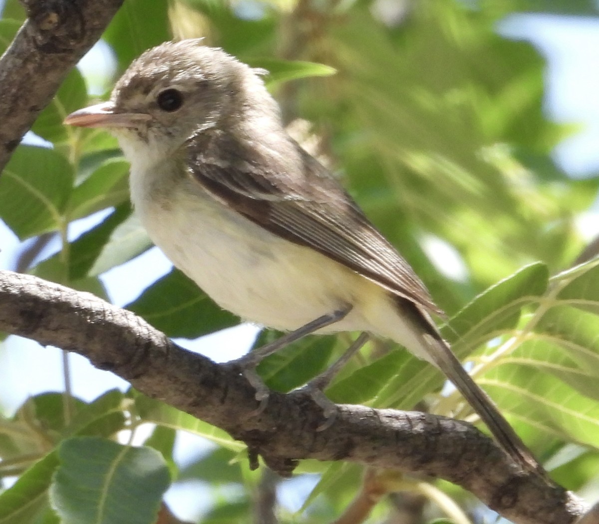 Bell's Vireo (Arizona) - John Amoroso