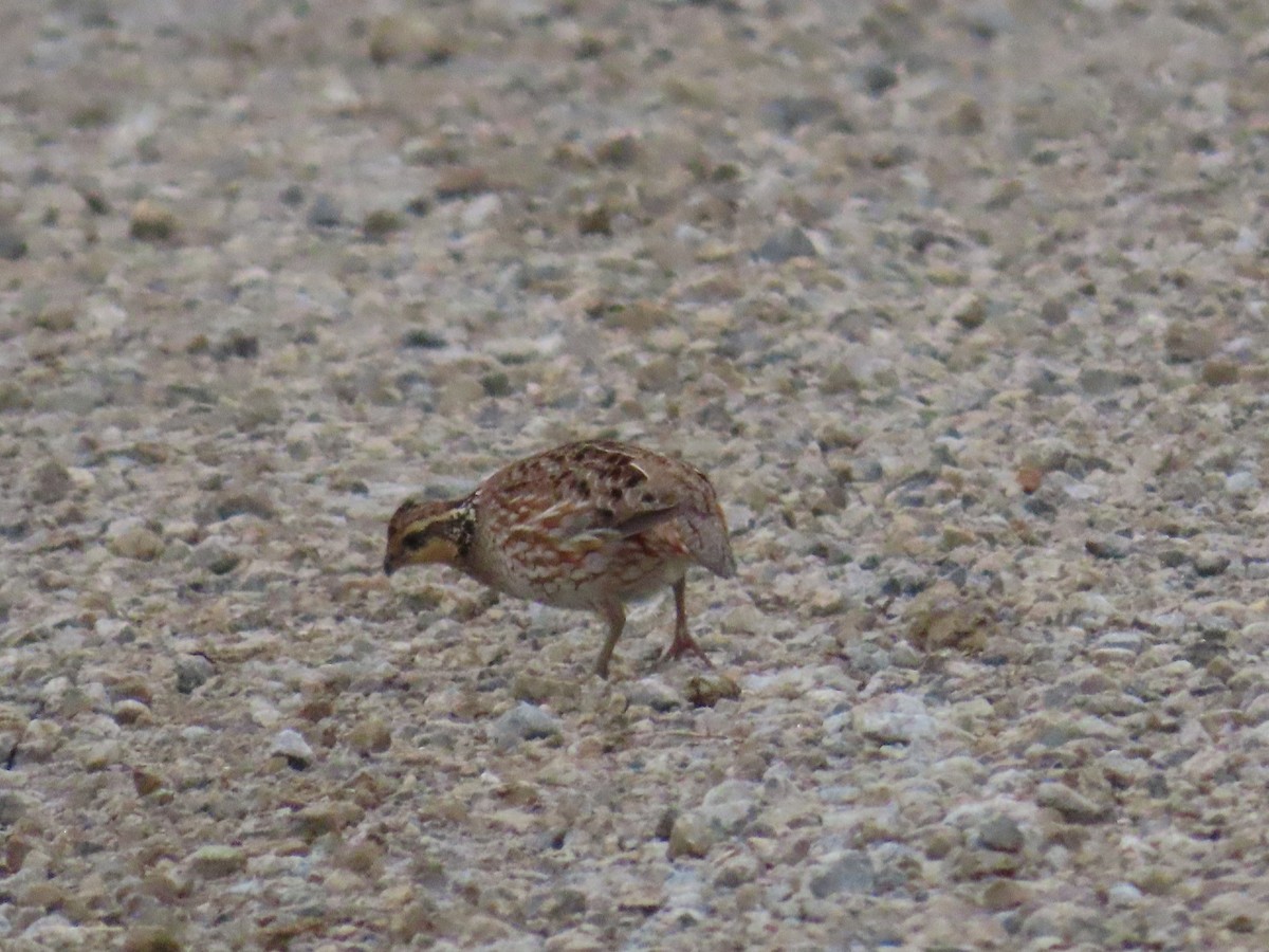 Northern Bobwhite - ML619472061