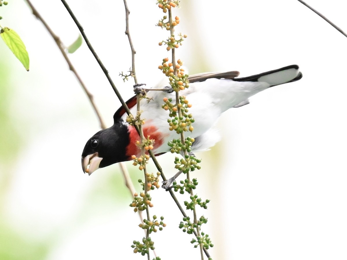 Rose-breasted Grosbeak - Vivian Fung