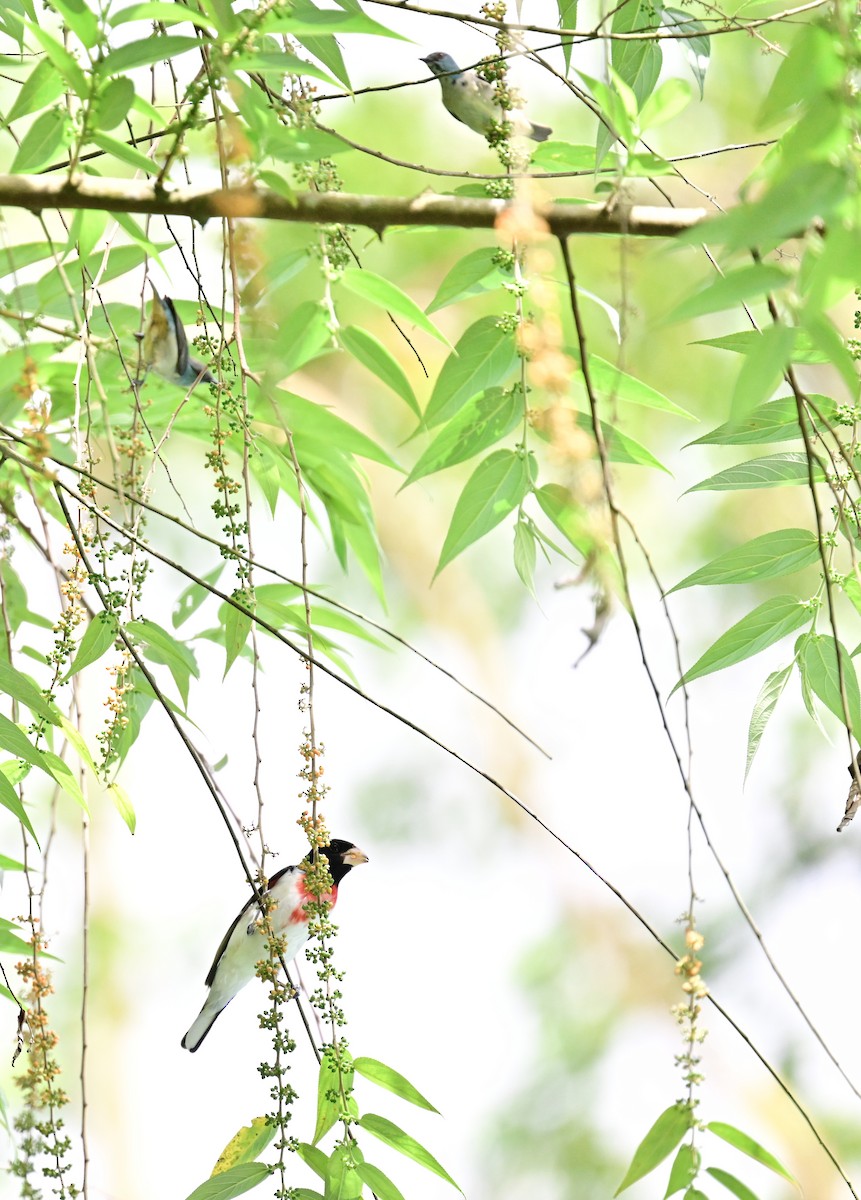 Rose-breasted Grosbeak - Vivian Fung