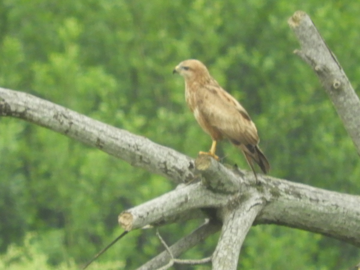 Long-legged Buzzard - Mac  McCall