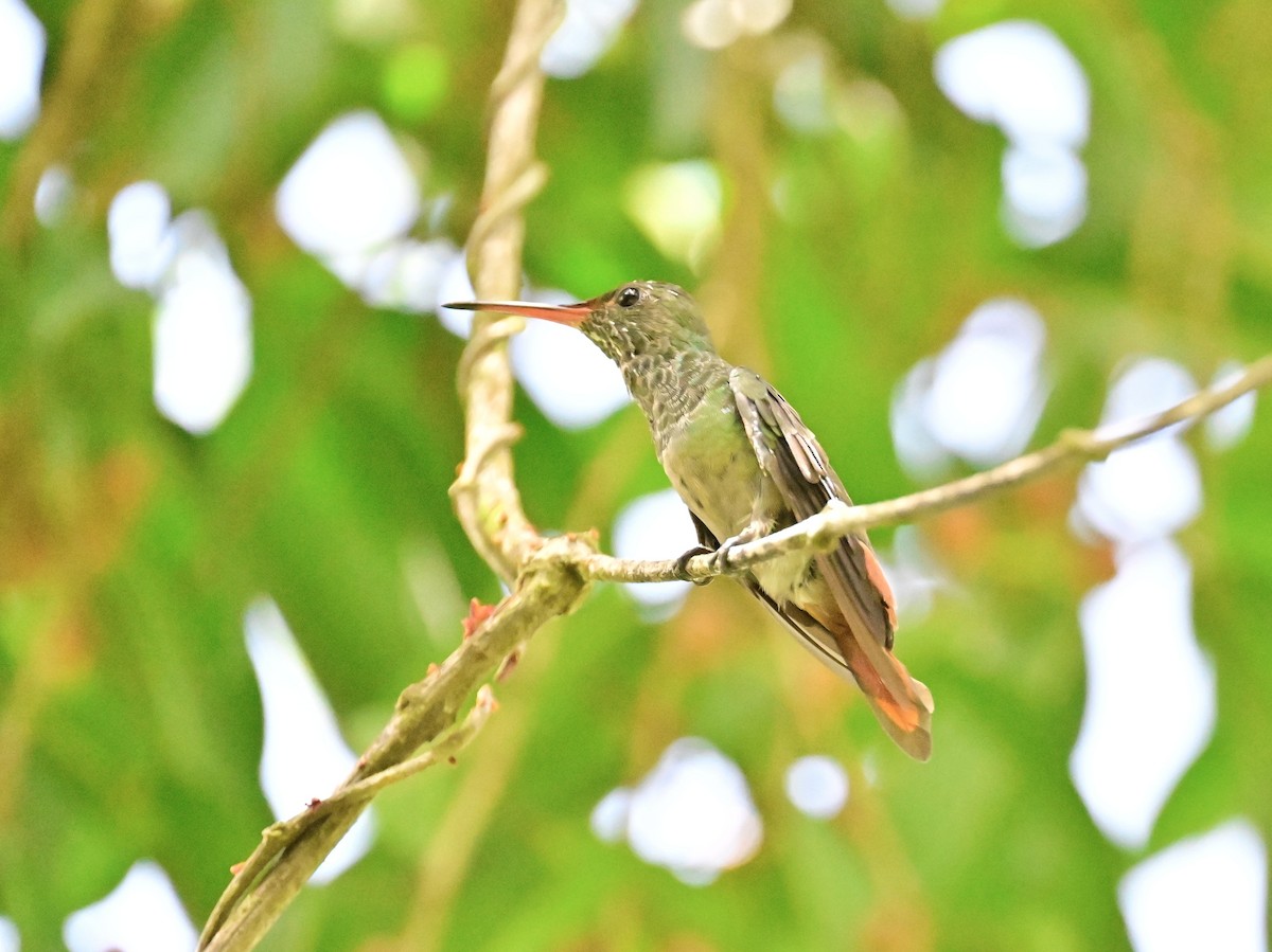 Rufous-tailed Hummingbird - Vivian Fung