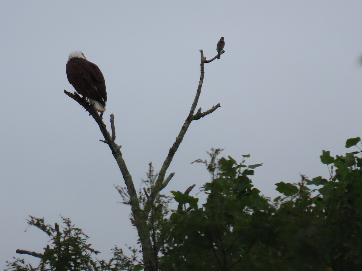 Bald Eagle - JOYCE M DEPEW