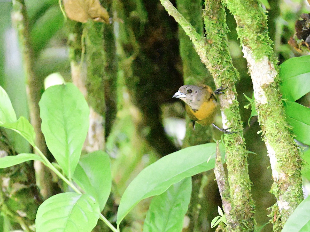 Scarlet-rumped Tanager - Vivian Fung