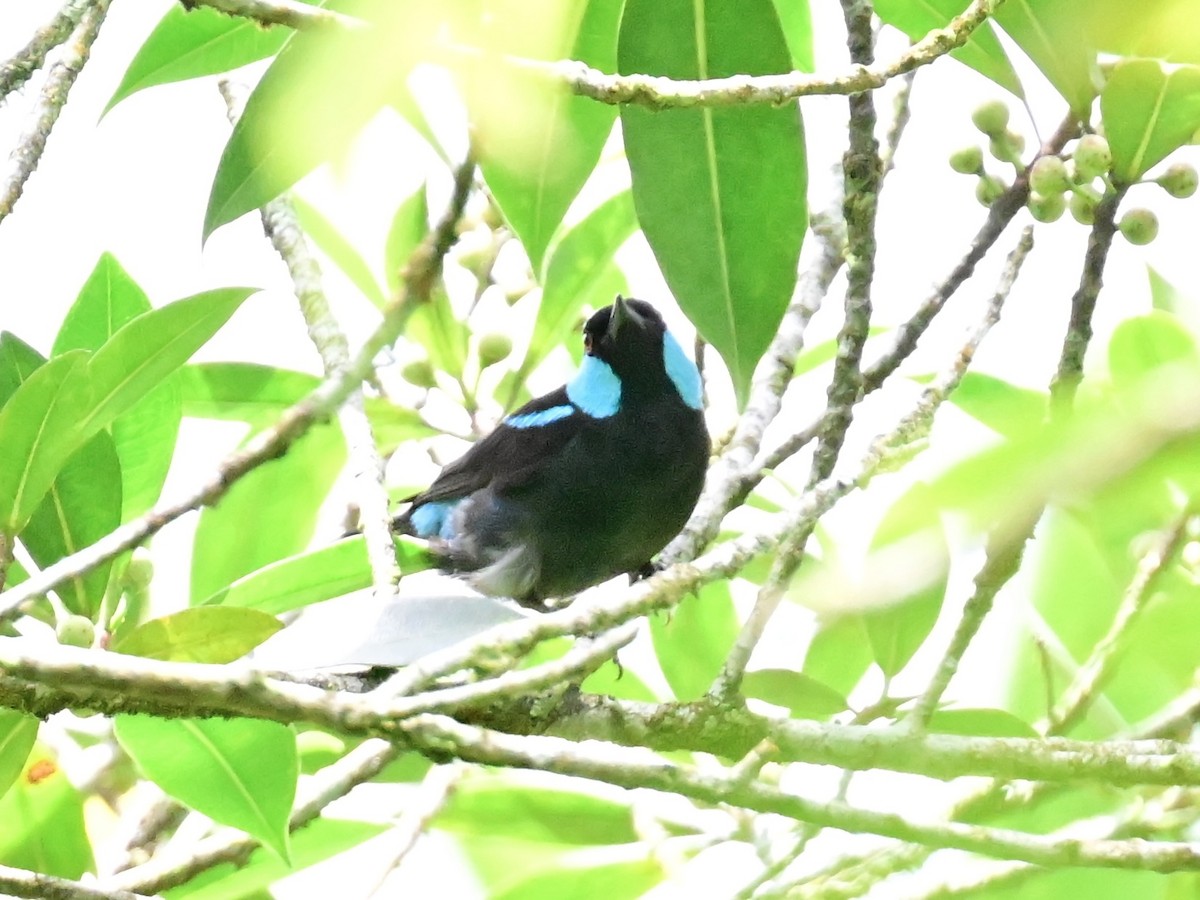 Scarlet-thighed Dacnis - Vivian Fung