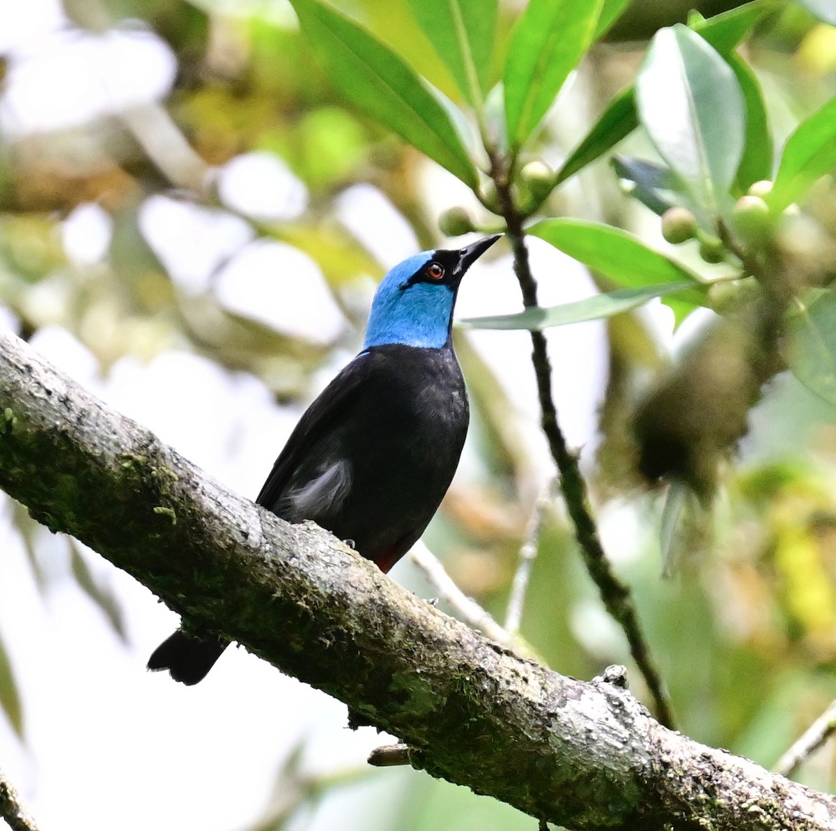 Scarlet-thighed Dacnis - Vivian Fung