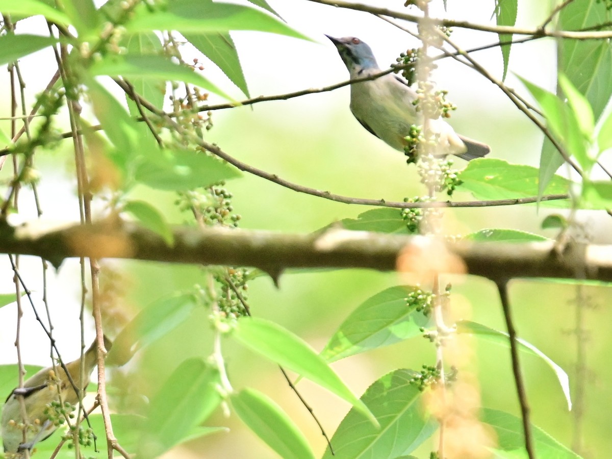 Scarlet-thighed Dacnis - Vivian Fung