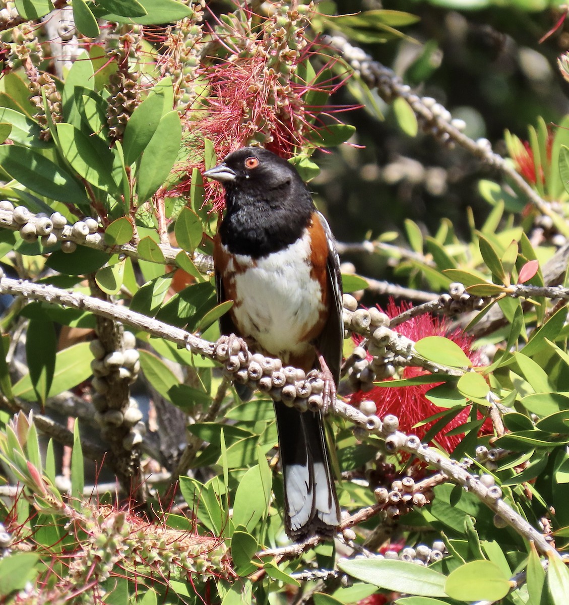 Spotted Towhee - George Chrisman