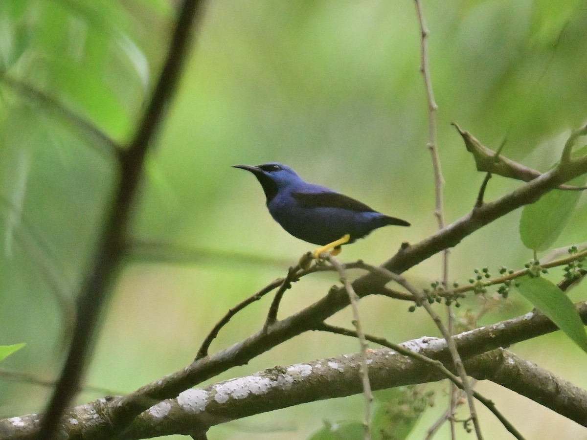 Shining Honeycreeper - Vivian Fung