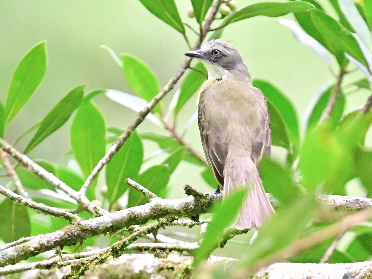 Social Flycatcher - Vivian Fung