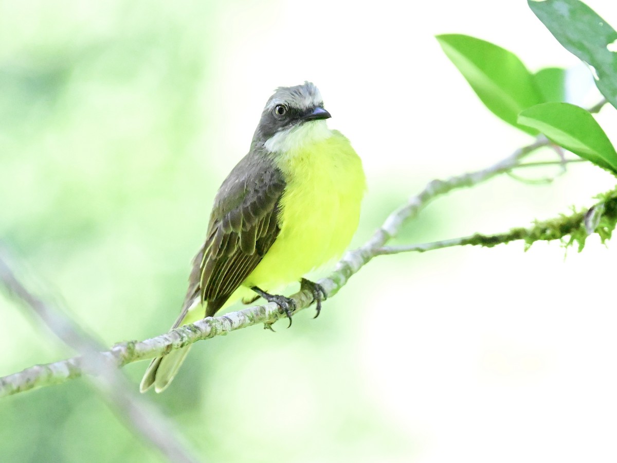 Social Flycatcher - Vivian Fung