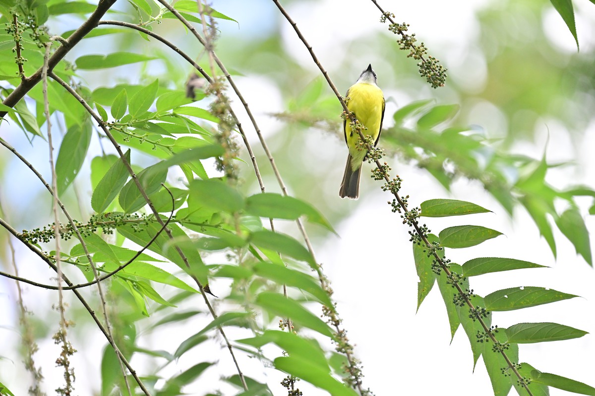 Social Flycatcher - Vivian Fung