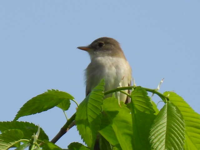 Willow Flycatcher - Joe McGill